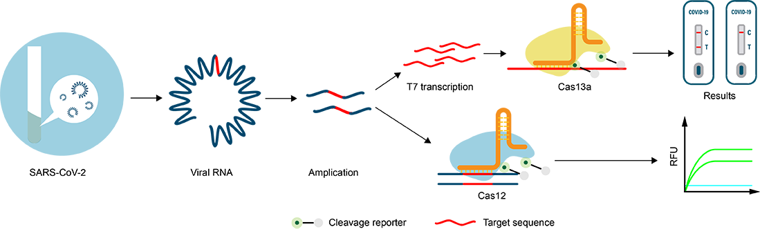 SARS-CoV-2: What Are The Differences Between Molecular Diagnostic Test ...